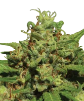 Emerald Fire OG Auto fem (Humboldt Seed Company), США